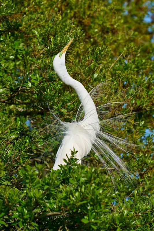 A white heron with spread feathers sitting in the green foliage, Great Egret (Egretta alba), spring, St. Augustine, Florida, USA