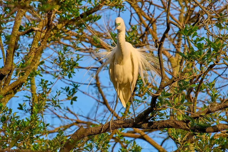 The heron proudly presents its wings on a tree branch, Great Egret (Egretta alba), spring, St. Augustine, Florida, USA