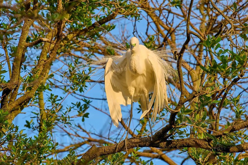 A heron displays its plumage on a branch in the morning sun, Great Egret (Egretta alba), spring, St. Augustine, Florida, USA