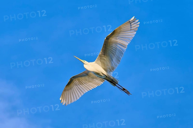 A heron with wide-spread wings in the deep blue sky, Great Egret (Egretta alba), spring, St. Augustine, Florida, USA