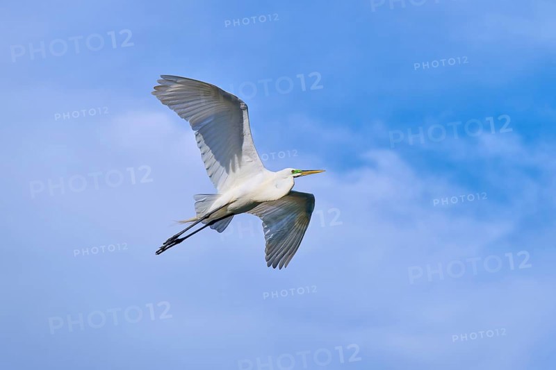 A heron gliding elegantly through the blue sky, Great Egret (Egretta alba), spring, St. Augustine, Florida, USA