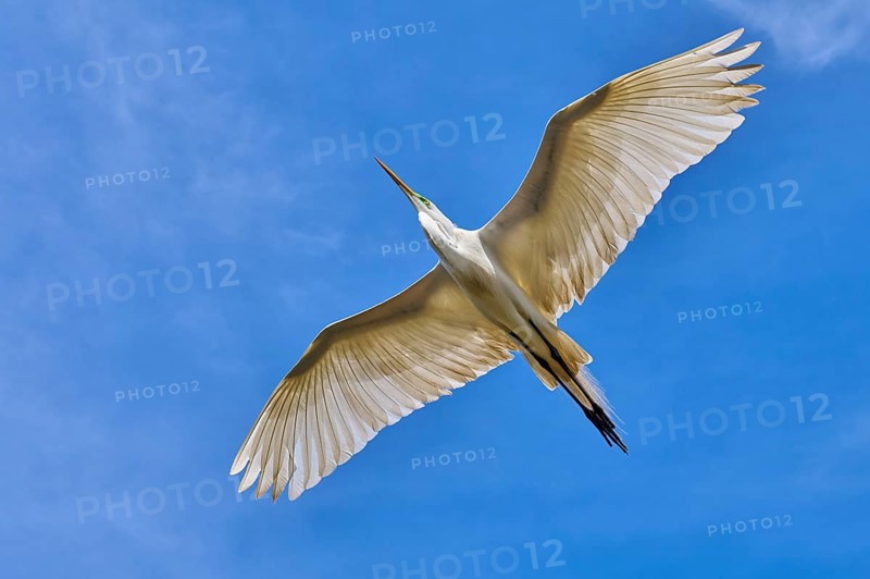 A white heron flies through the blue sky with outstretched wings, Great Egret (Egretta alba), spring, St. Augustine, Florida, USA