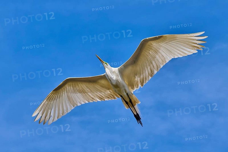 A white heron flies gracefully with outstretched wings in the sky, Great Egret (Egretta alba), spring, St. Augustine, Florida, USA