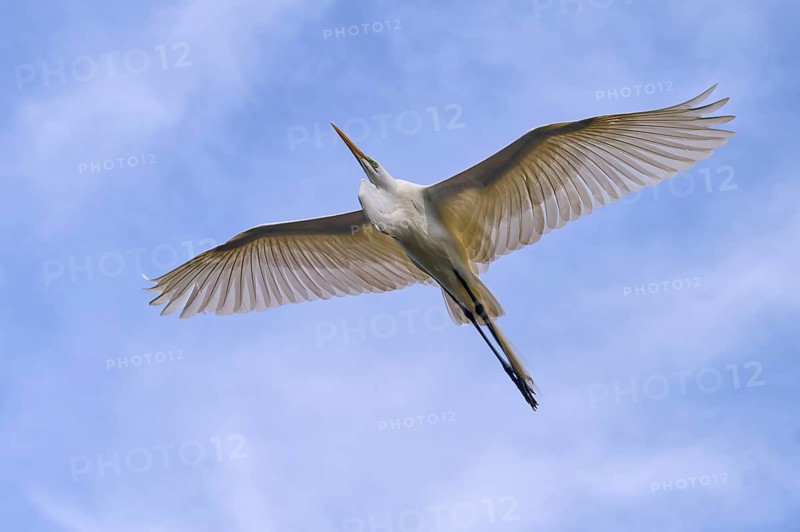 A heron flies with outstretched wings in the blue sky, Great Egret (Egretta alba), spring, St. Augustine, Florida, USA