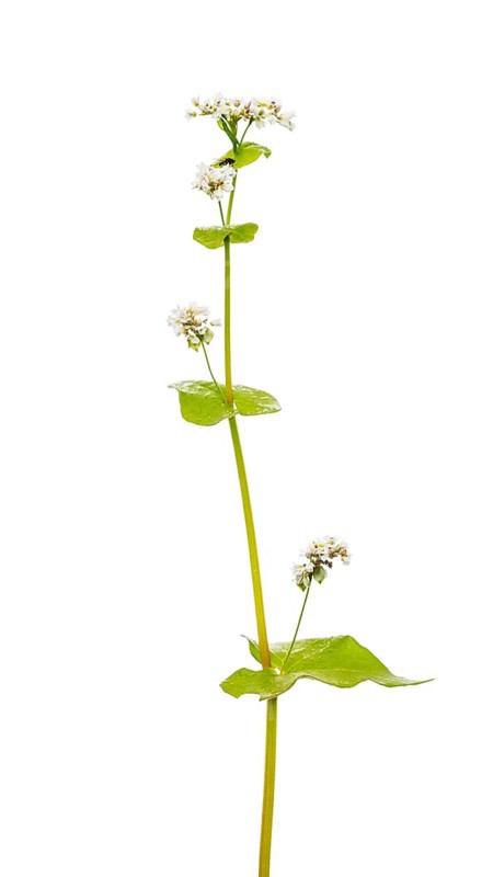 Buckwheat (Fagopyrum), cereal, optional, Dinklage, Lower Saxony, Germany