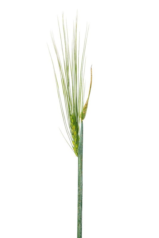 Summer wild barley, cereals, exempted, Dinklage, Lower Saxony, Germany
