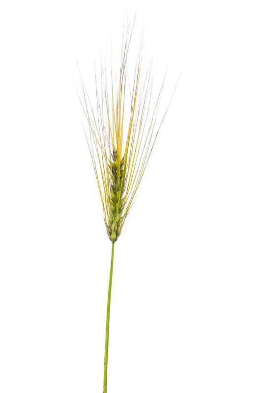 Sommernackt-Barley, cereals, exempted, Dinklage, Lower Saxony, Germany