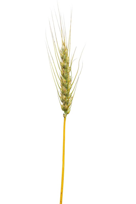 Common wheat, cereals, exempted, Dinklage, Lower Saxony, Germany
