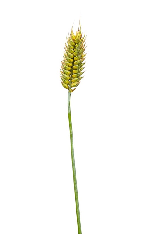Binkel (Triticum compactum), cereal, released, Dinklage, Lower Saxony, Germany