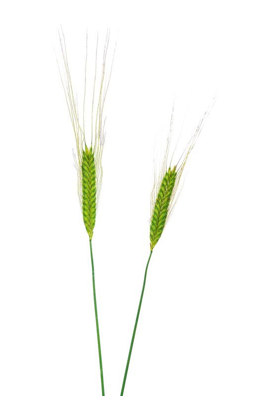 Einkorn (Triticum monococcum), cereal, exempted, Dinklage, Lower Saxony, Germany