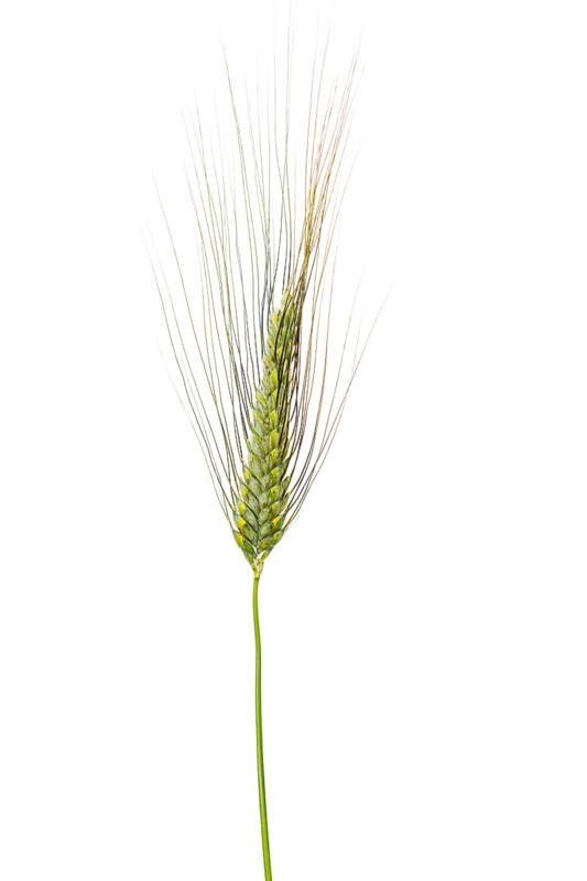 Winter emmer (Triticum dicoccon Schrank), cereals, released, Dinklage, Lower Saxony, Germany
