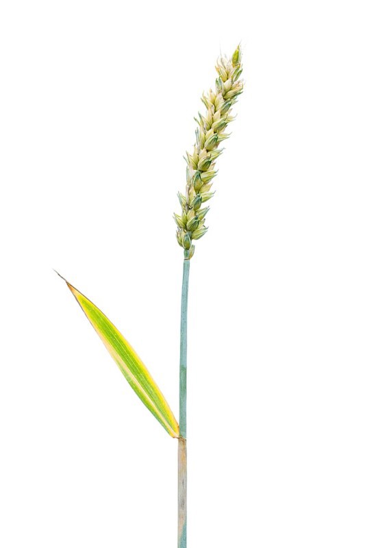 Winter wheat, grain, exempted, Dinklage, Lower Saxony, Germany