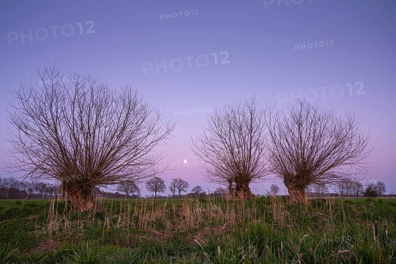 Willows against evening sky with moon, Telbrake, Vechta, Lower Saxony, Germany