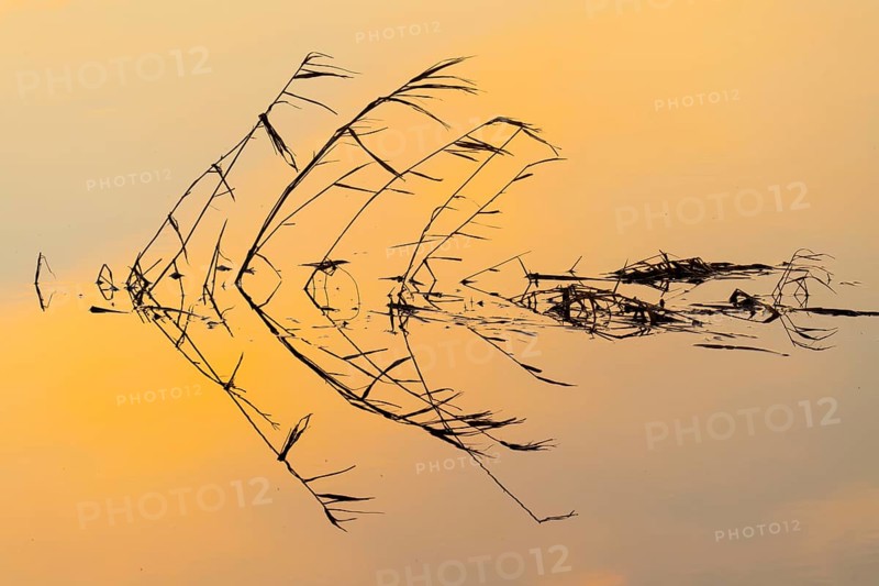 Silhouette of reed stalks in the water of HMunte near Dümmer, Hüde, Lower Saxony, Germany