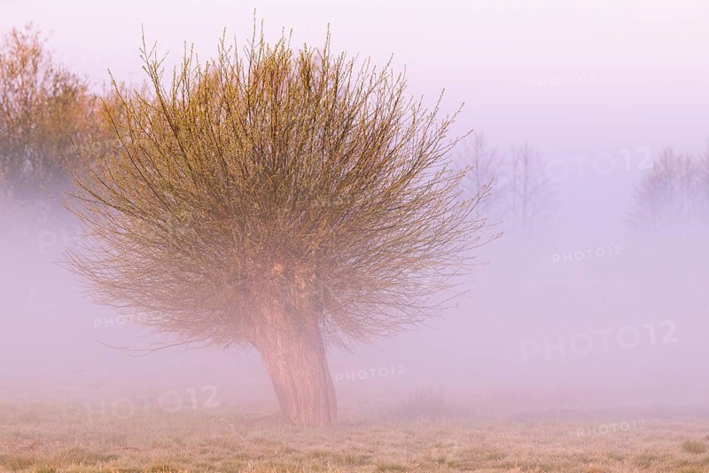 Willow in a wet meadow with fog on Dümmer, Dümmer, Lembruch, Lower Saxony, Germany