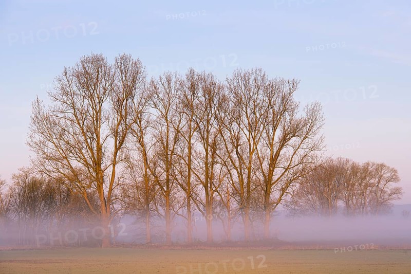 Row of trees at sunrise with fog, Dümmer lowlands, Dümmer See, Lembruch, Lower Saxony, Germany