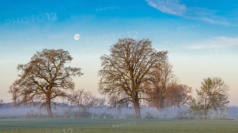 Two trees on the Hunte with moon near Dümmer See at daybreak with fog, Dümmer, Lembruch, Lower Saxony, Germany