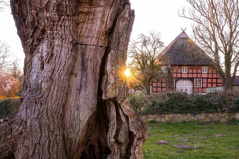 1000-year-old oak (Quercus) with Niedersachsenhalle Tapkenhof, Wildeshausener Geest, Dötlingen, Lower Saxony, Germany