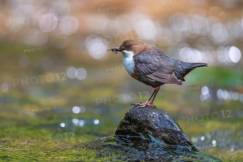 White-throated White-throated Dipper (Cinclus cinclus) sitting on a stone with food, Blomberg, North Rhine-Westphalia, Germany