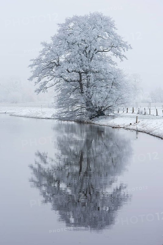 Wintery tree with hoarfrost reflected in the Hunte, Diepholz, Lower Saxony, Germany