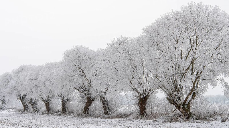 Winter willows in snow, Vechta, Lower Saxony, Germany