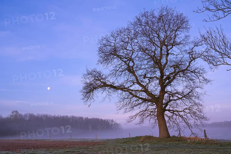 Oak (Quercus) with moon at the blue hour in the Hunteniederung near Colnrade, Bühren, Lower Saxony, Germany