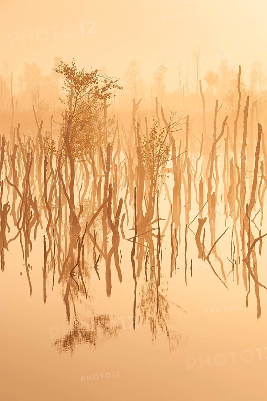 Daybreak in rewetted moor with cripple birches at sunrise in Goldenstedter Moor, Oldenburger Münsterland, Goldenstedt, Lower Saxony, Germany