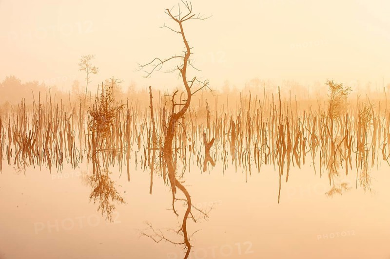 Daybreak in rewetted moor with cripple birches at sunrise in Goldenstedter Moor, Oldenburger Münsterland, Goldenstedt, Lower Saxony, Germany