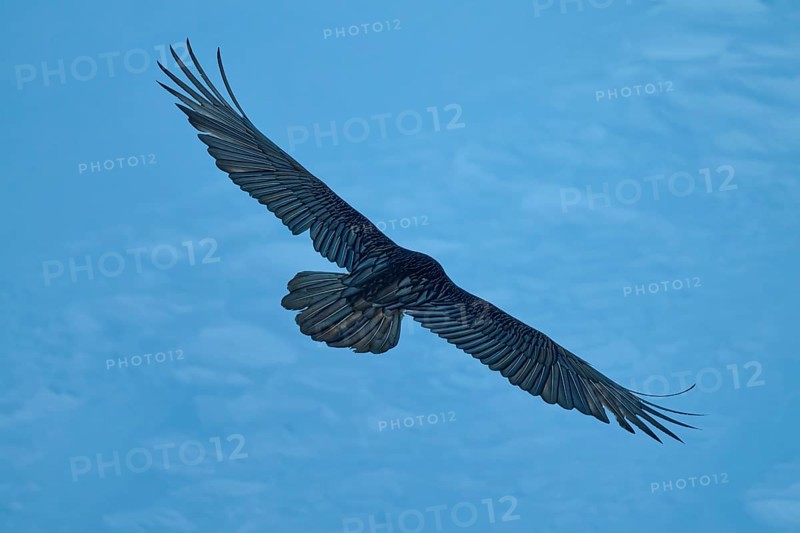 A bearded vulture in silhouette against the evening sky, bearded vulture (Gypaetus barbatus), Gemmi Pass, Leukerbad, Leuk, Valais, Switzerland