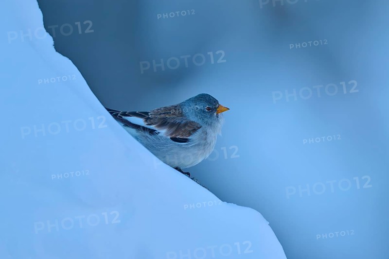 A bird resting on a blue, snow-covered slope, Snowfinch (Montifringilla nivalis), Gemmi Pass, Leukerbad, Leuk, Valais, Switzerland