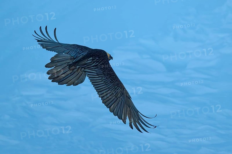 A large bird majestically spreads its wings in the blue sky, bearded vulture (Gypaetus barbatus), Gemmi Pass, Leukerbad, Leuk, Valais, Switzerland