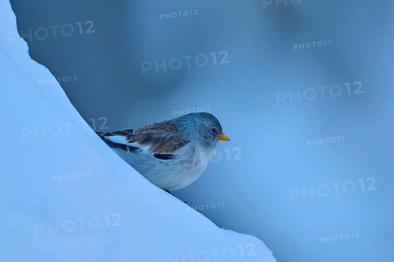 A bird on a snow-covered blue slope, snow finch (Montifringilla nivalis), Gemmi Pass, Leukerbad, Leuk, Valais, Switzerland