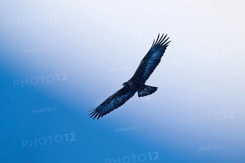 An eagle flies high in the sky, its wings spread wide, against a blue background, golden eagle (Aquila chrysaetos), adult, Gemmi Pass, Leukerbad, Leuk, Valais, Switzerland