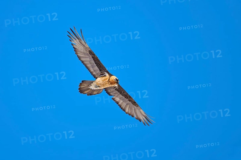 A bearded vulture soars majestically in the blue sky, bearded vulture (Gypaetus barbatus), Gemmi Pass, Leukerbad, Leuk, Valais, Switzerland