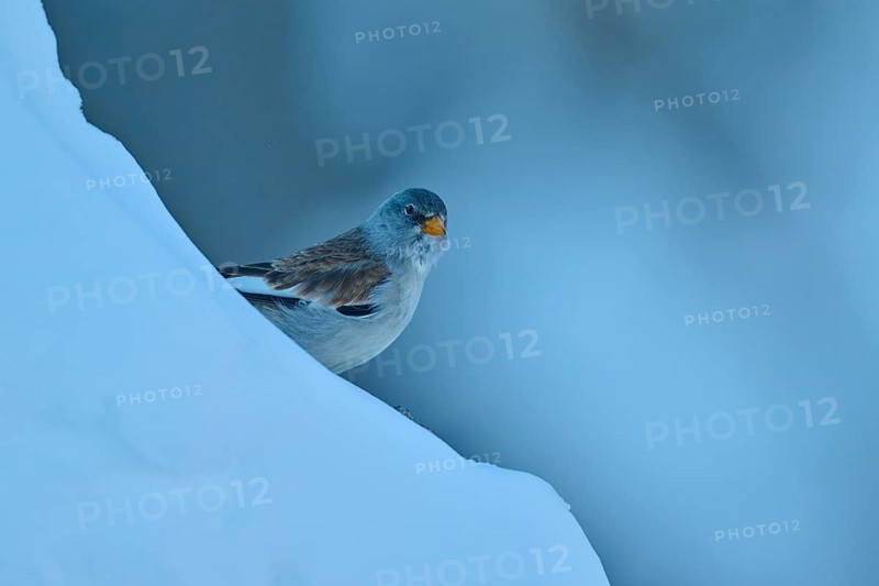 A bird appears on a minimalist blue slope in the snow, Snowfinch (Montifringilla nivalis), Gemmi Pass, Leukerbad, Leuk, Valais, Switzerland