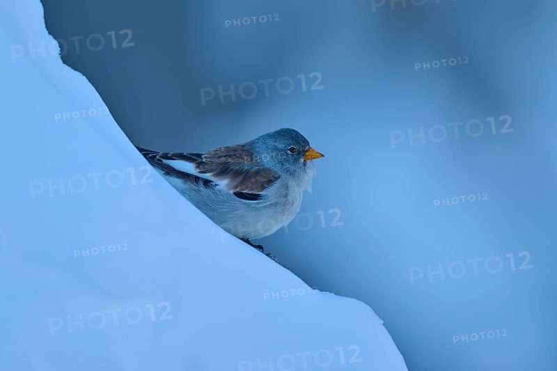 Bird on snow-covered blue ground in winter, snow finch (Montifringilla nivalis), Gemmi Pass, Leukerbad, Leuk, Valais, Switzerland