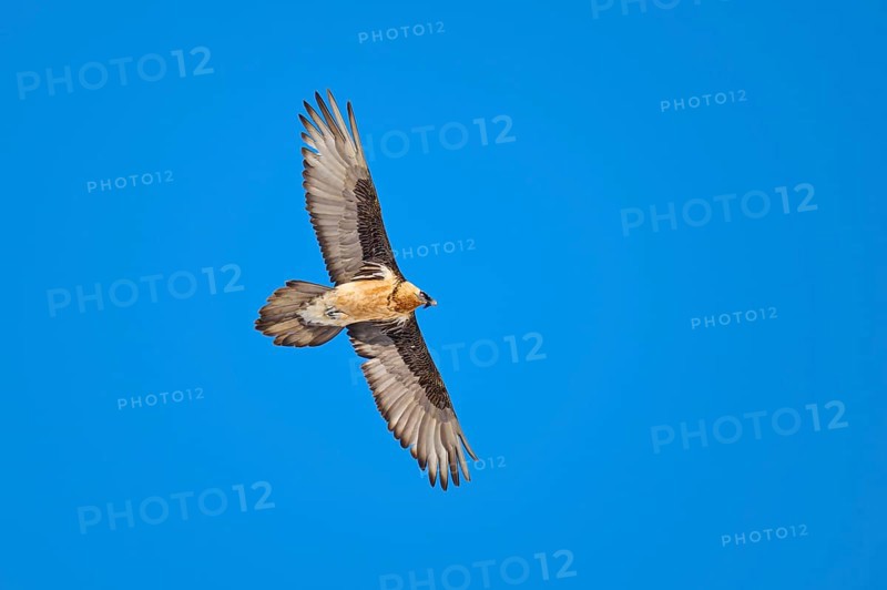 A bearded vulture in full flight in front of a bright blue sky, bearded vulture (Gypaetus barbatus), Gemmi Pass, Leukerbad, Leuk, Valais, Switzerland