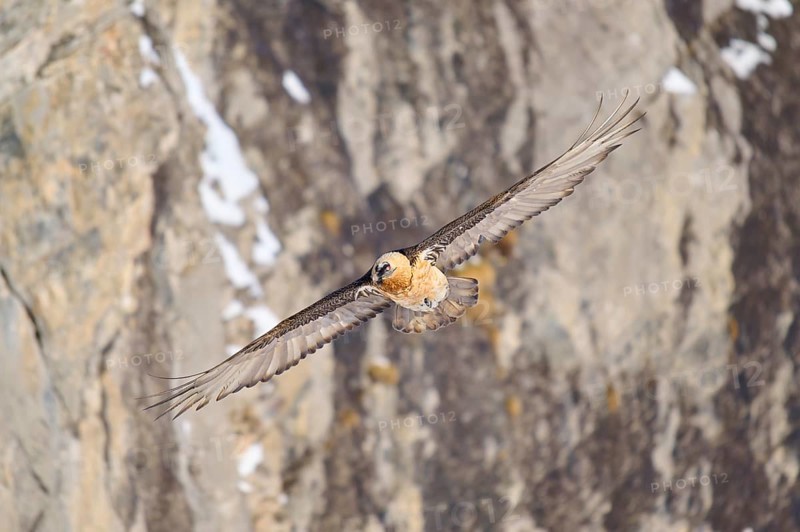 A bearded vulture flying in front of a rocky background, bearded vulture (Gypaetus barbatus), Gemmi Pass, Leukerbad, Leuk, Valais, Switzerland