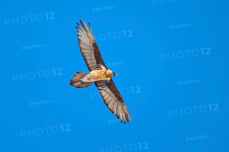 A bearded vulture gliding freely through the clear sky, bearded vulture (Gypaetus barbatus), Gemmi Pass, Leukerbad, Leuk, Valais, Switzerland