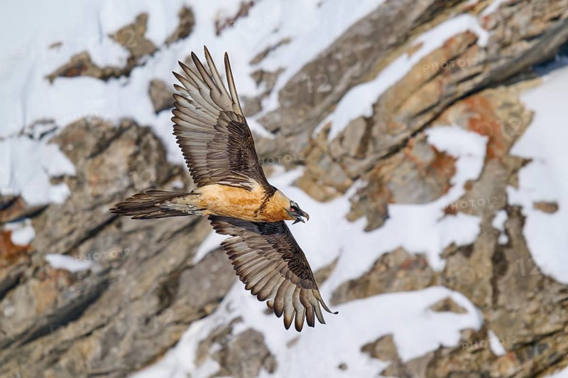 A bearded vulture flies over rocky, snow-covered terrain, bearded vulture (Gypaetus barbatus), Gemmi Pass, Leukerbad, Leuk, Valais, Switzerland
