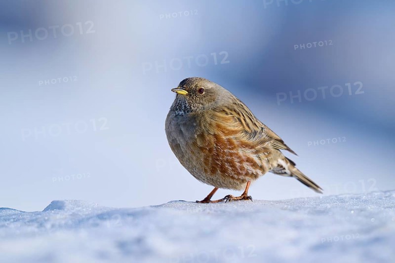 Bird on snow, blurred background, wintry feeling, Alpine Accentor (Prunella collaris), Gemmi Pass, Leukerbad, Leuk, Valais, Switzerland