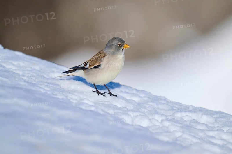 A bird sitting on a snow-covered slope in nature, Snowfinch (Montifringilla nivalis), Gemmi Pass, Leukerbad, Leuk, Valais, Switzerland