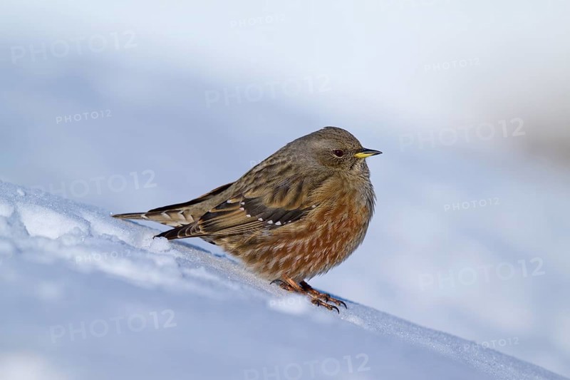 Brown bird sitting on snow, wintry mood, Alpine Accentor (Prunella collaris), Gemmi Pass, Leukerbad, Leuk, Valais, Switzerland