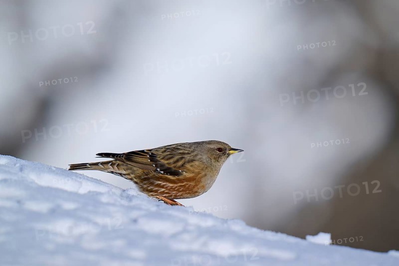 Small bird on snow slope, wintry ambience, Alpine Accentor (Prunella collaris), Gemmi Pass, Leukerbad, Leuk, Valais, Switzerland