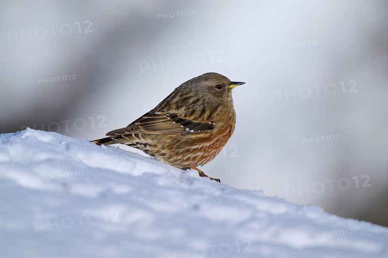 Bird sitting on snow-covered ground in winter, Alpine Accentor (Prunella collaris), Gemmi Pass, Leukerbad, Leuk, Valais, Switzerland