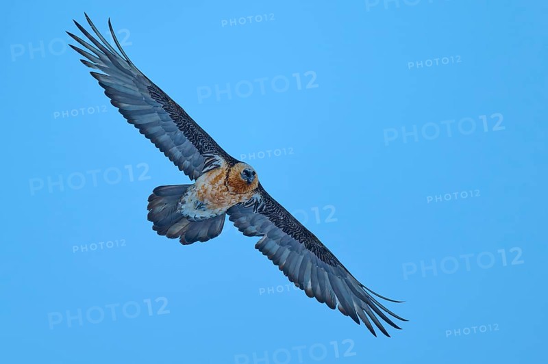 An elegant bearded vulture soars with open wings against a clear blue sky, bearded vulture (Gypaetus barbatus), Gemmi Pass, Leukerbad, Leuk, Valais, Switzerland