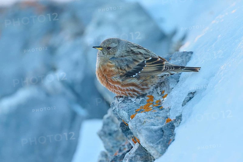 A bird sitting on a cold, snow-covered rock with lichen, Alpine Accentor (Prunella collaris), Gemmi Pass, Leukerbad, Leuk, Valais, Switzerland