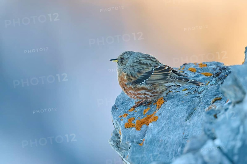 A bird sits quietly on a rocky outcrop in a mountain landscape, Alpine Accentor (Prunella collaris), Gemmi Pass, Leukerbad, Leuk, Valais, Switzerland