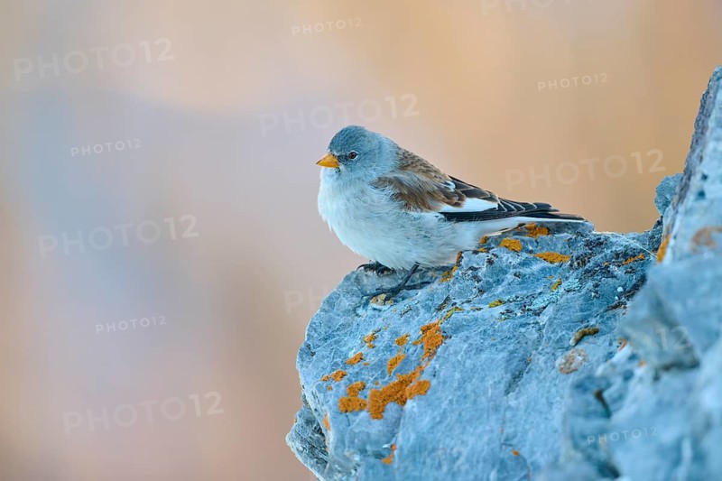 A bird sits peacefully on a rock with orange-coloured lichen cover, Snowfinch (Montifringilla nivalis), Gemmi Pass, Leukerbad, Leuk, Valais, Switzerland