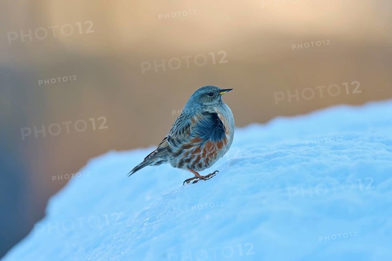 A bird stands on a snowy surface in a cool winter landscape, Alpine Accentor (Prunella collaris), Gemmi Pass, Leukerbad, Leuk, Valais, Switzerland